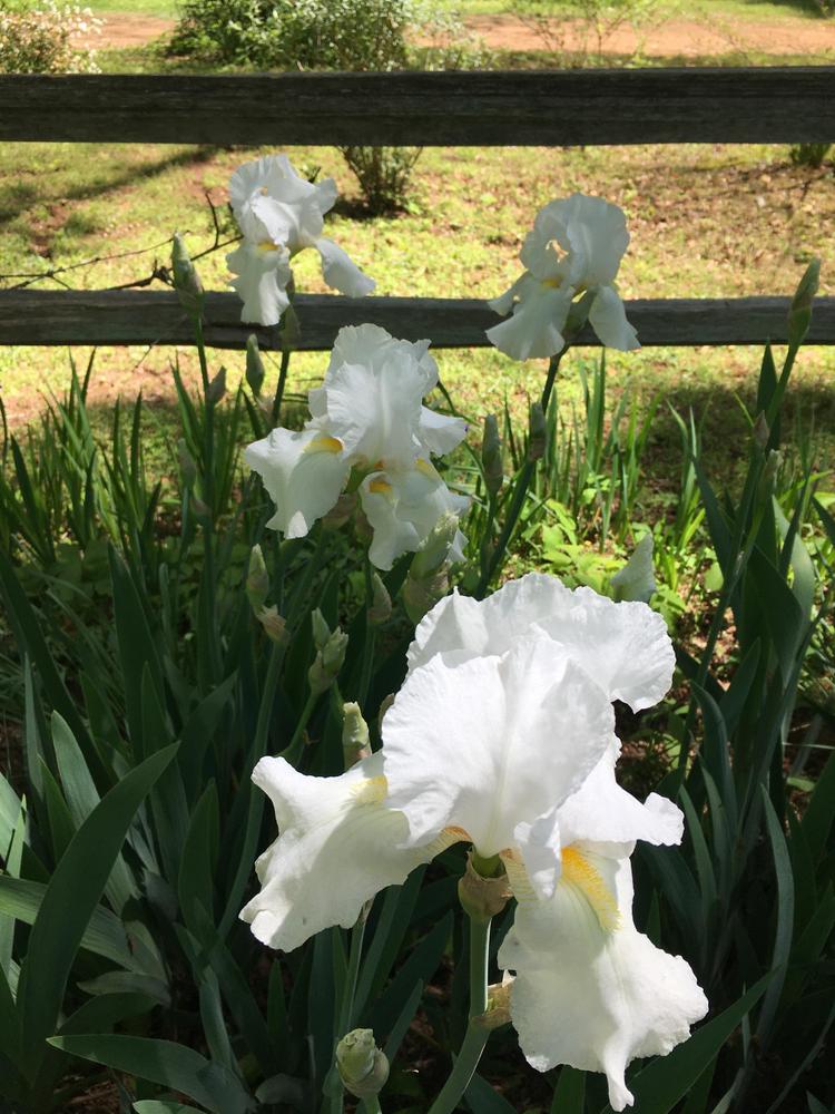 Irises turning white in the Irises forum