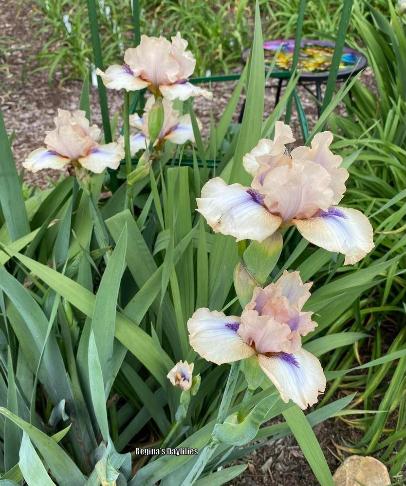 Photo of the entire plant of Intermediate Bearded Iris (Iris