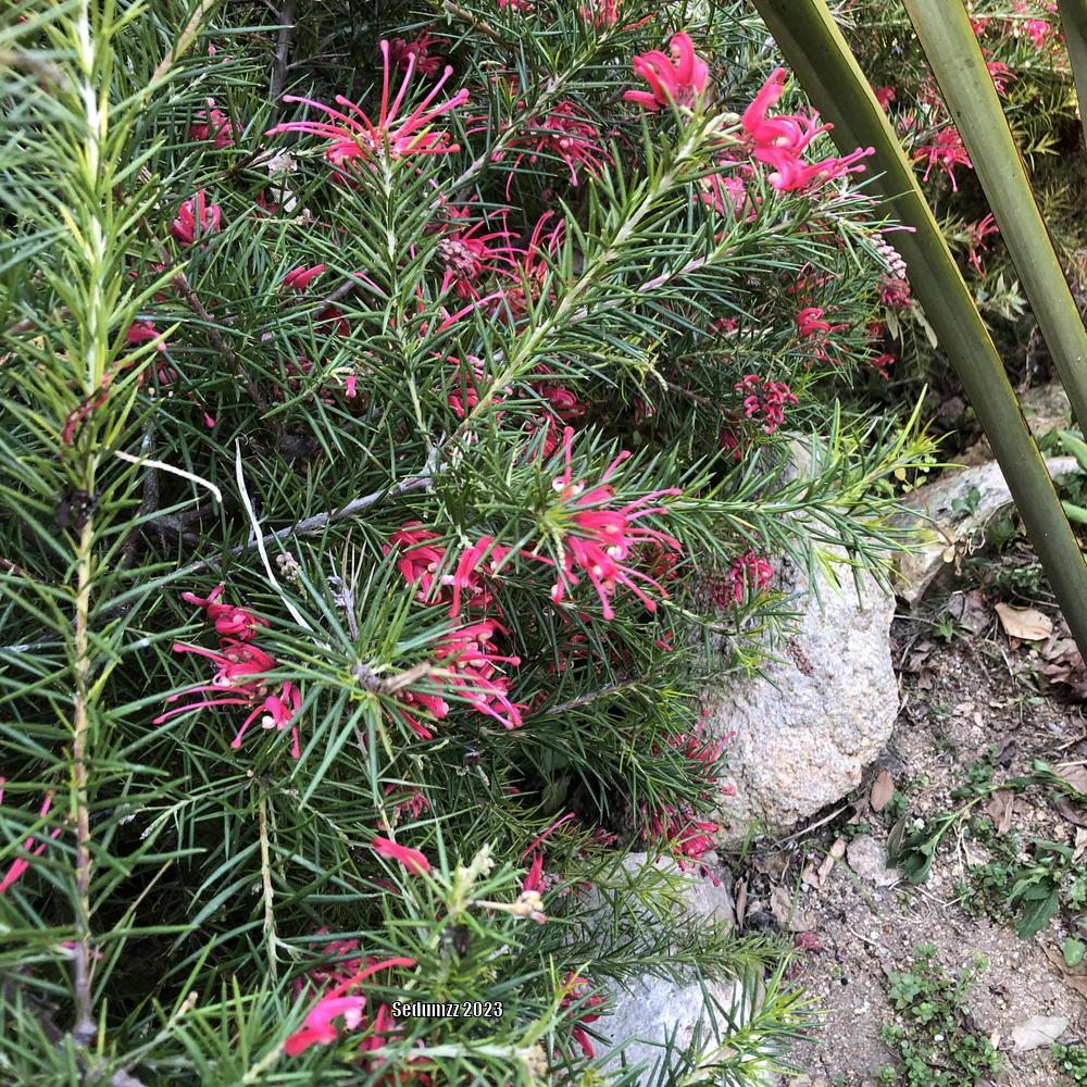 Photo of the bloom of Rosemary Grevillea (Grevillea rosmarinifolia