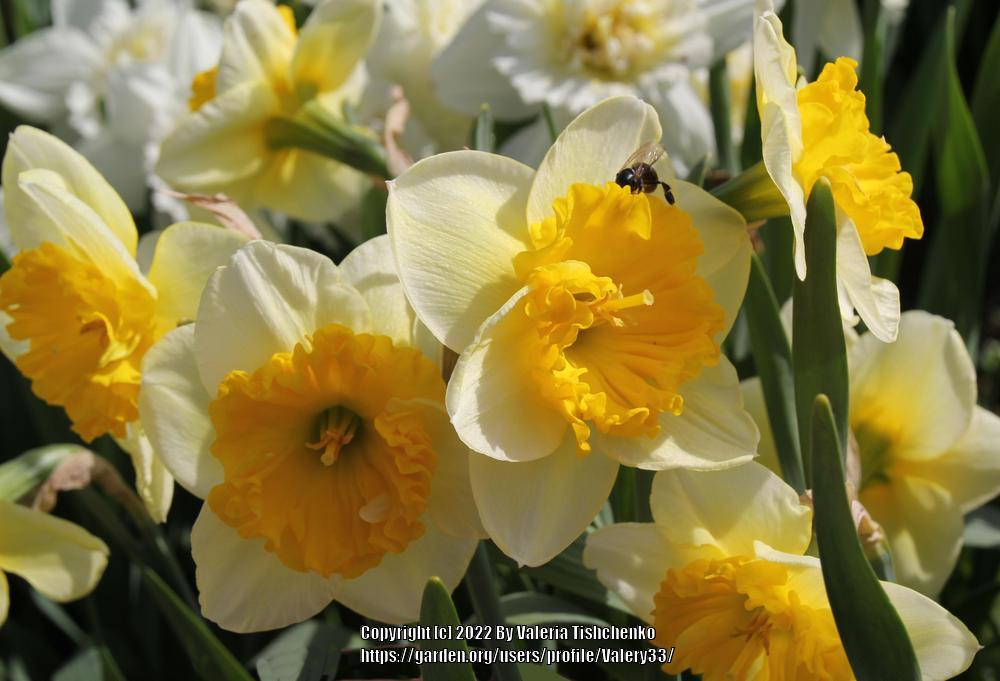 Photo of the bloom of LongCupped Narcissus (Narcissus 'Curly') posted
