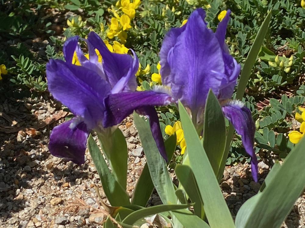 Photo of the bloom of Miniature Dwarf Bearded Iris (Iris 'Hungarica ...