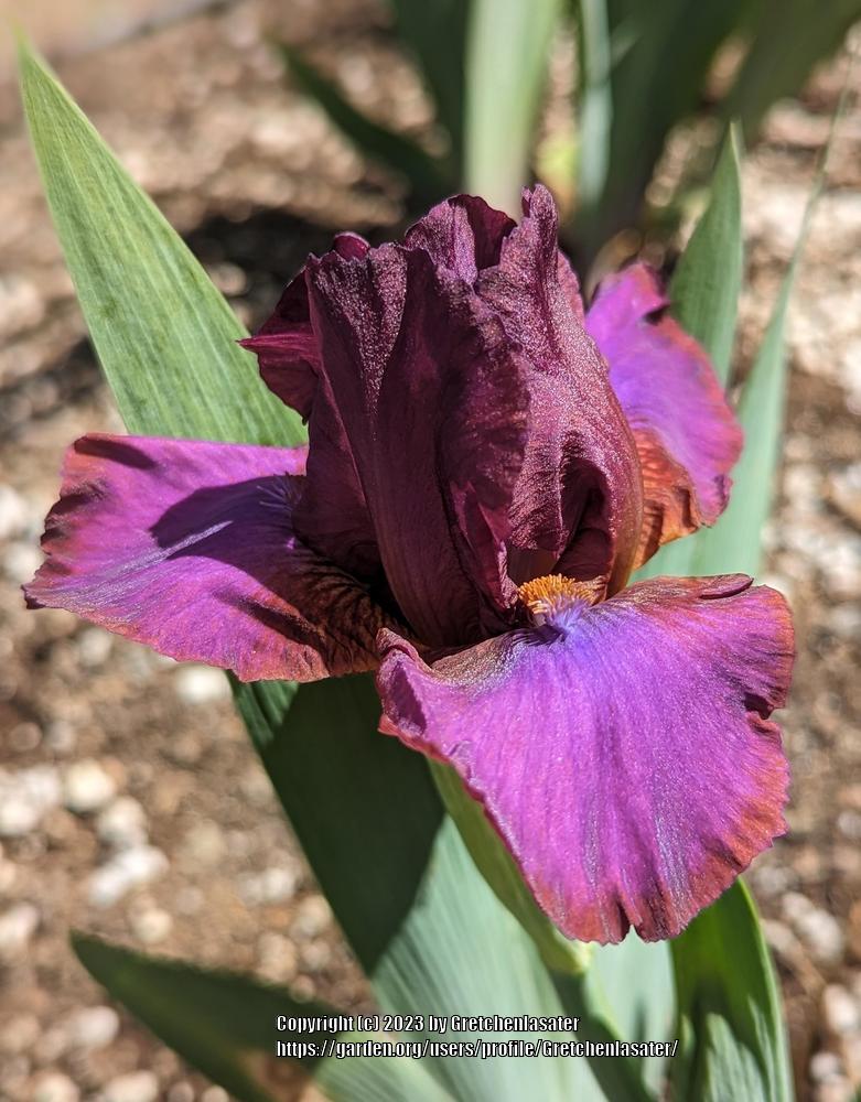 Photo of the bloom of Iris 'Red Zinger' posted by Gretchenlasater