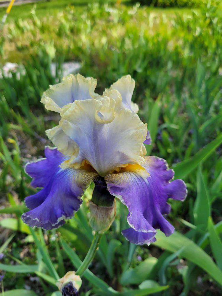 Tall Bearded Iris (Iris 'Sunny Glitter') in the Irises Database