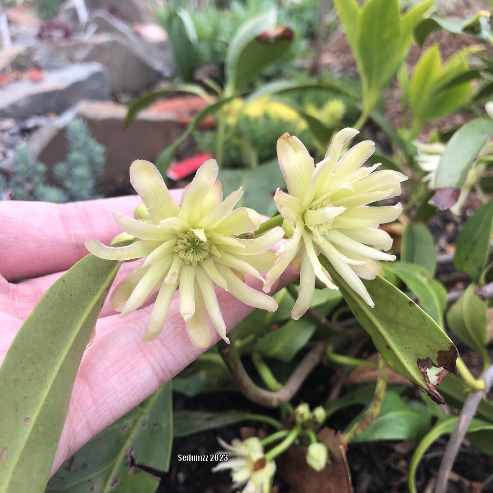 Photo of the bloom of Star Anise (Illicium Star Flower Orion™) posted