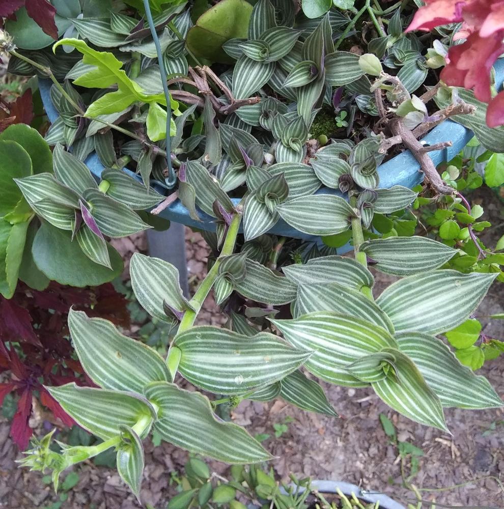 Striped Inch Plant (Callisia gentlei var. elegans)