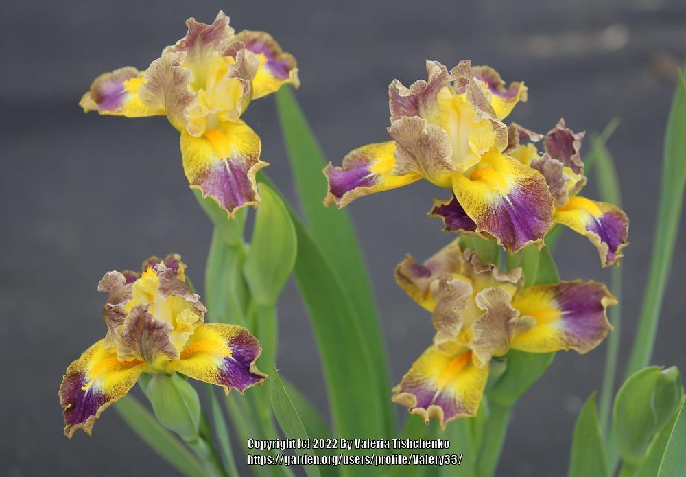 Photo of the bloom of Standard Dwarf Bearded Iris (Iris 'Sun Going Down