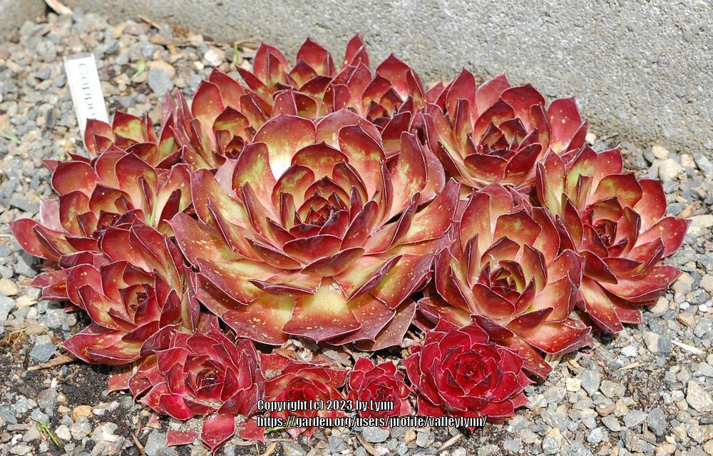 Photo of the entire plant of Hen and Chicks (Sempervivum 'Copper Canyon