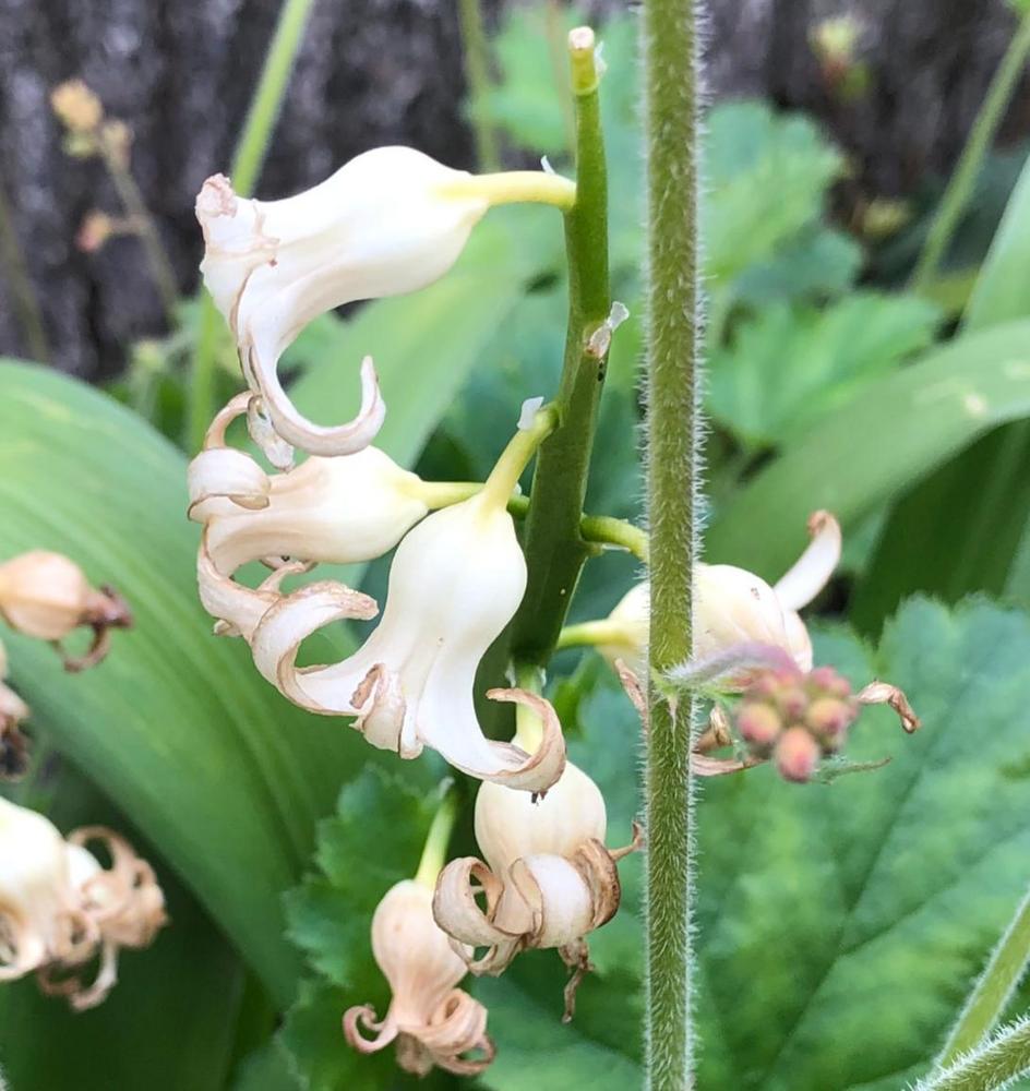 White Bells in the Plant ID forum - Garden.org