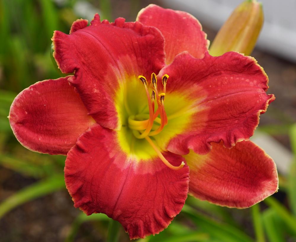 Daylily (Hemerocallis 'Forever King') in the Daylilies Database