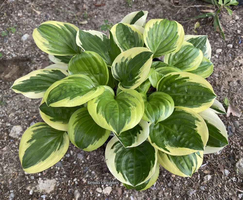 Photo of the entire plant of Hosta 'Fruit Loop' posted by scflowers