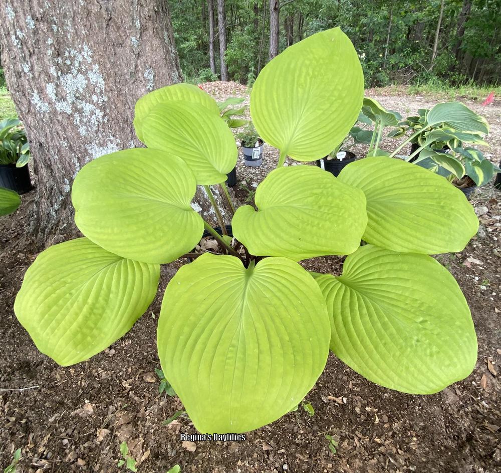 Photo of the entire plant of Hosta 'Tom Terrific' posted by scflowers