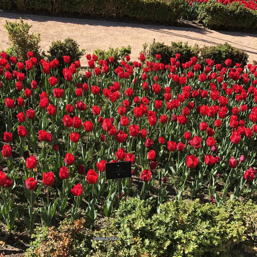 Photo of the entire plant of Triumph Tulip (Tulipa 'Ile de France