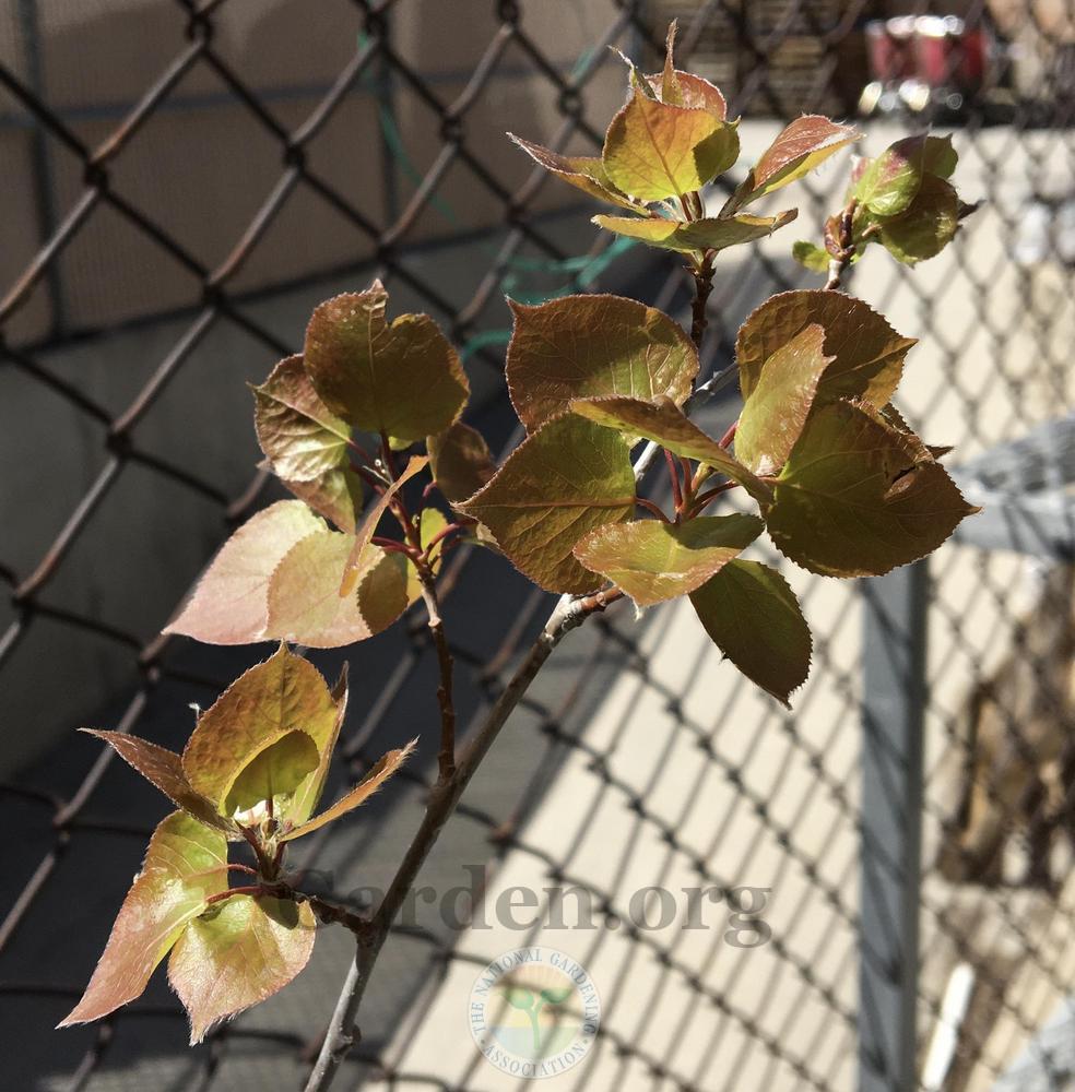 Photo of the emerging growth of Quaking Aspen (Populus tremuloides