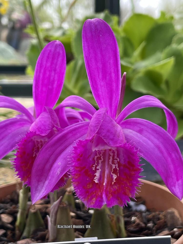 Photo of the bloom of Peacock Orchid (Pleione grandiflora) posted by RachaelHunter