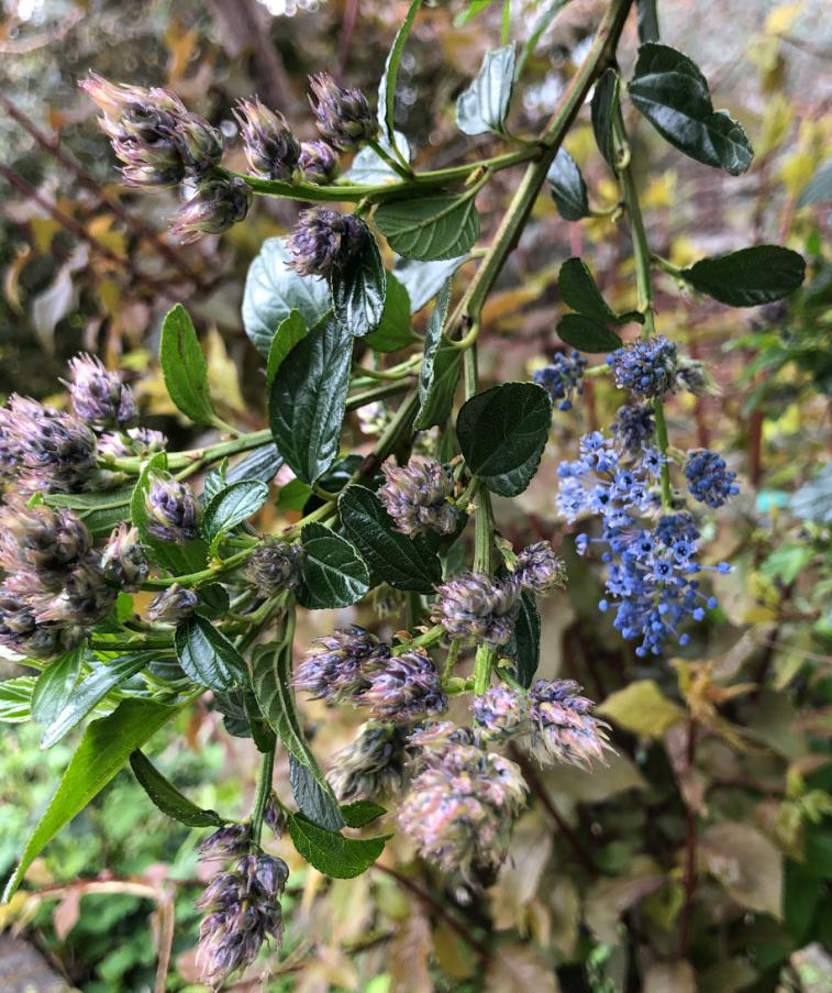 Hairy Ceanothus in the Plant ID forum - Garden.org