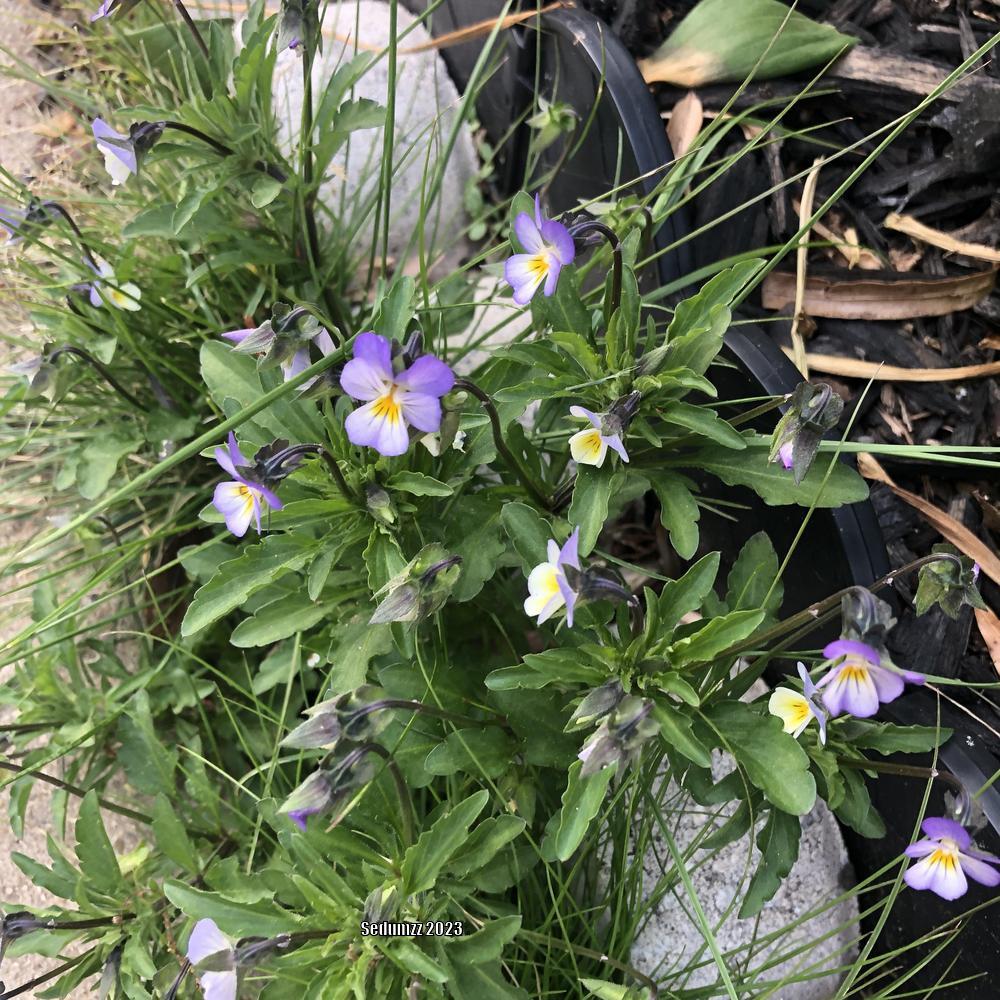 Stunning Johnny Jump Up Viola Wallpaper in 4K Stunning Johnny Jump Up Viola Wallpaper in 4K