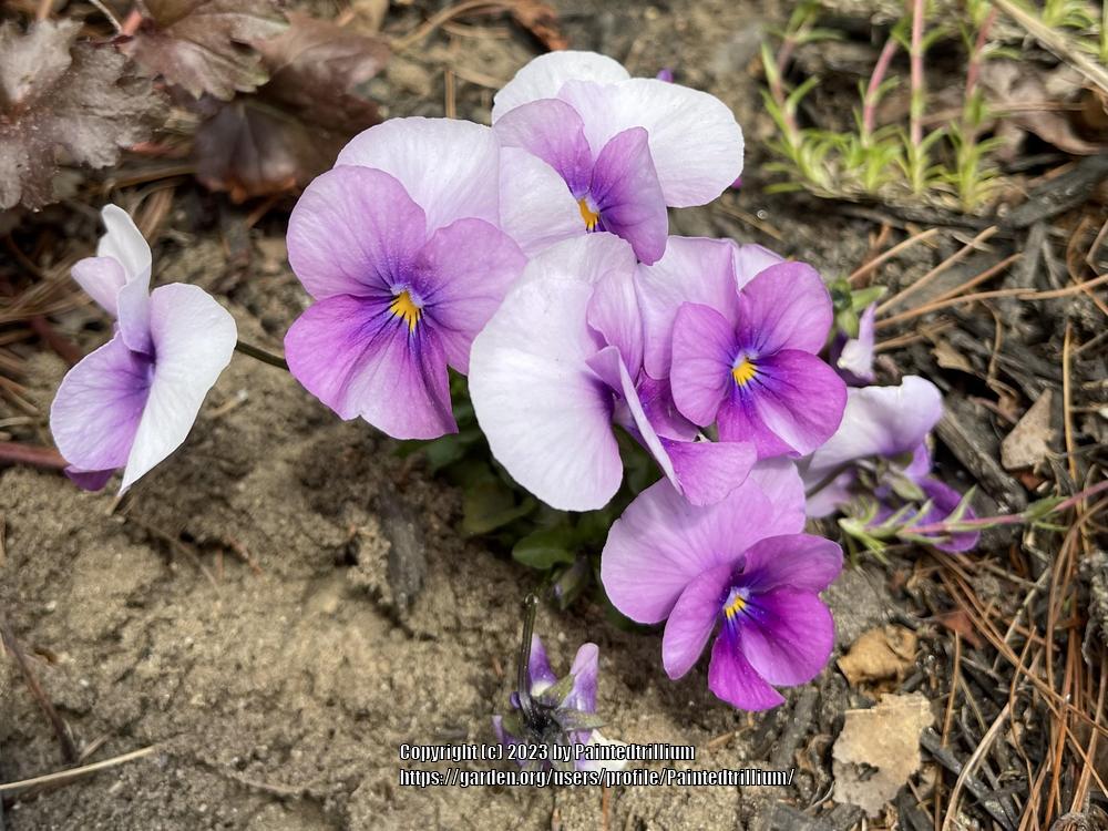 Photo of the entire plant of Horned Violet (Viola cornuta Sorbet