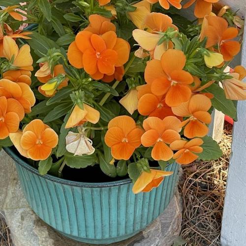Violet (Viola Sorbet® XP Deep Orange) in the Violas Database
