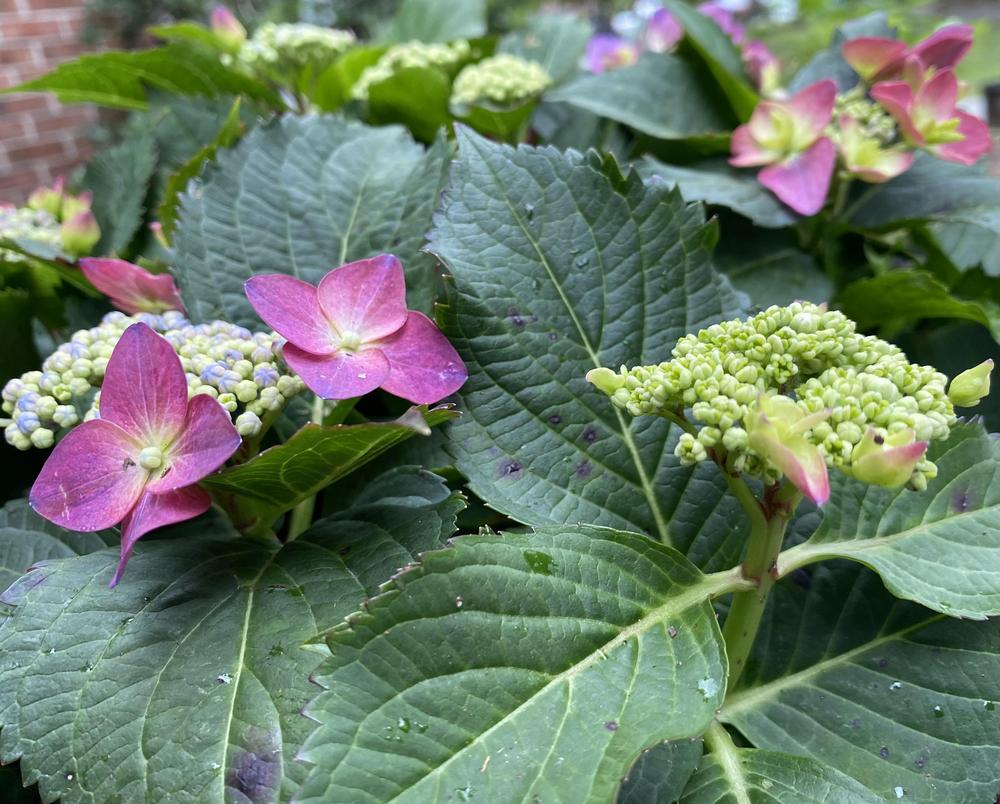 Photo of the bloom of Hydrangea (Hydrangea serrata Seaside Serenade