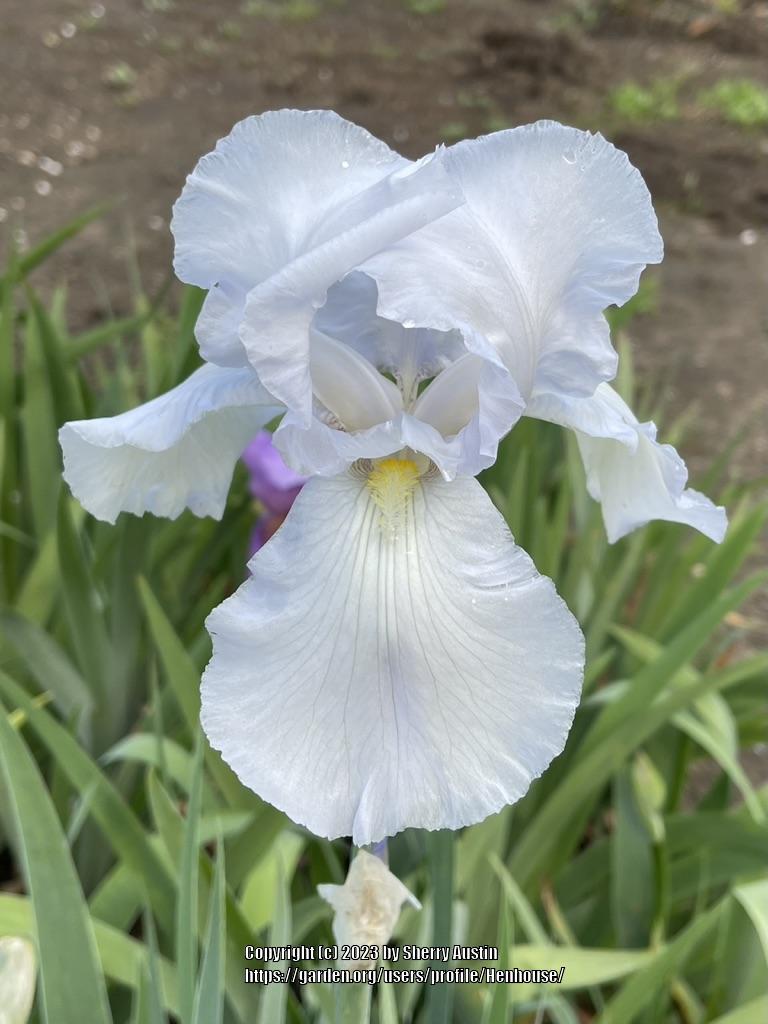 Tall Bearded Iris (Iris 'Snow Flurry') in the Irises Database