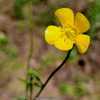 Bulbous butter cup, Ranunculus bulbosus # 438; RAB p. 466, 76-13-