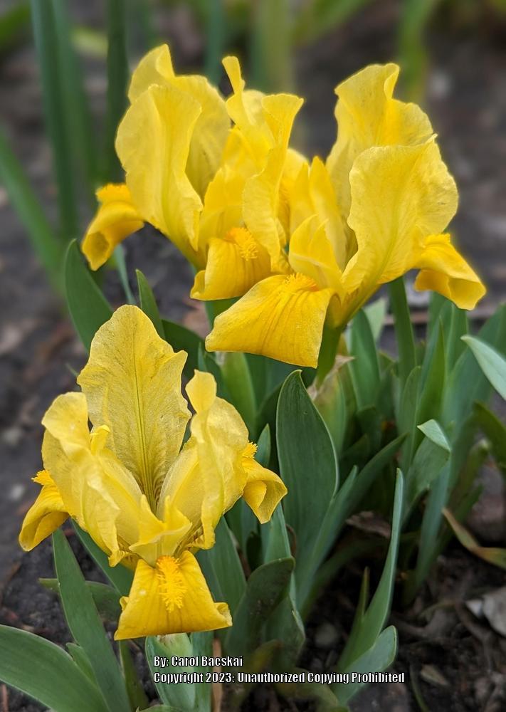 Miniature Dwarf Bearded Iris (Iris 'Early Sunshine') in the Irises ...