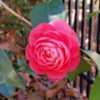 My Camellia japonica Jacks 2023