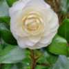 Better pic of my Camellia Lemon Glow, 2023