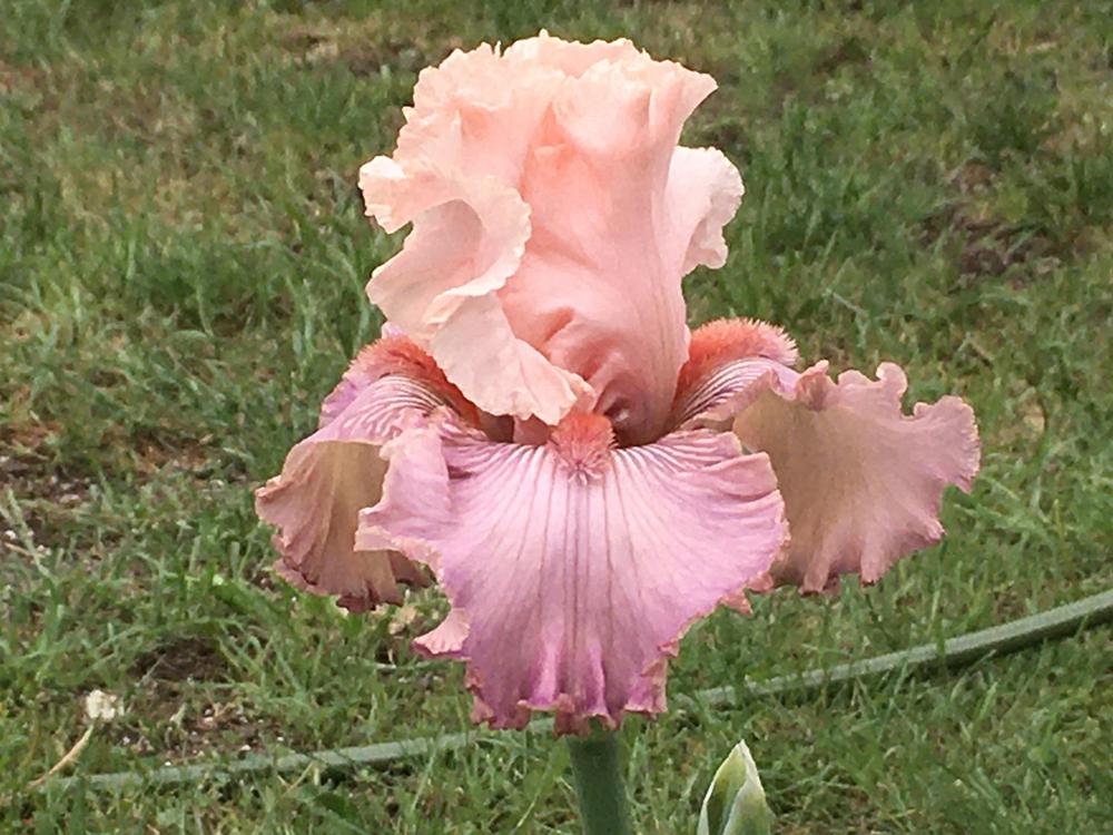 Tall Bearded Iris (Iris 'Strawberry Bliss') in the Irises Database