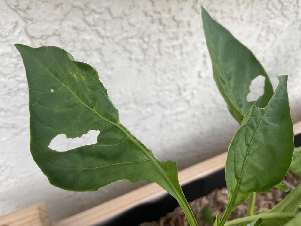 What is chewing on my bell pepper plant? in the Ask a Question forum