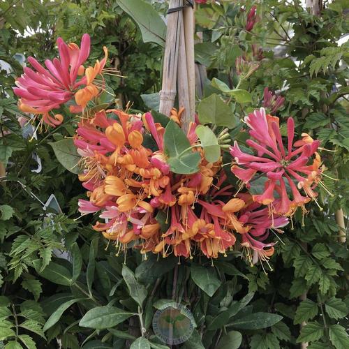 Honeysuckle (Lonicera x heckrottii 'Pink Lemonade') in the Honeysuckles Database