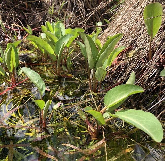 Photo of the entire plant of Yerba Mansa (Anemopsis californica) posted