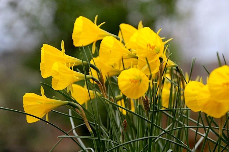 Photo of the entire plant of Bulbocodium Daffodil (Narcissus 'Golden