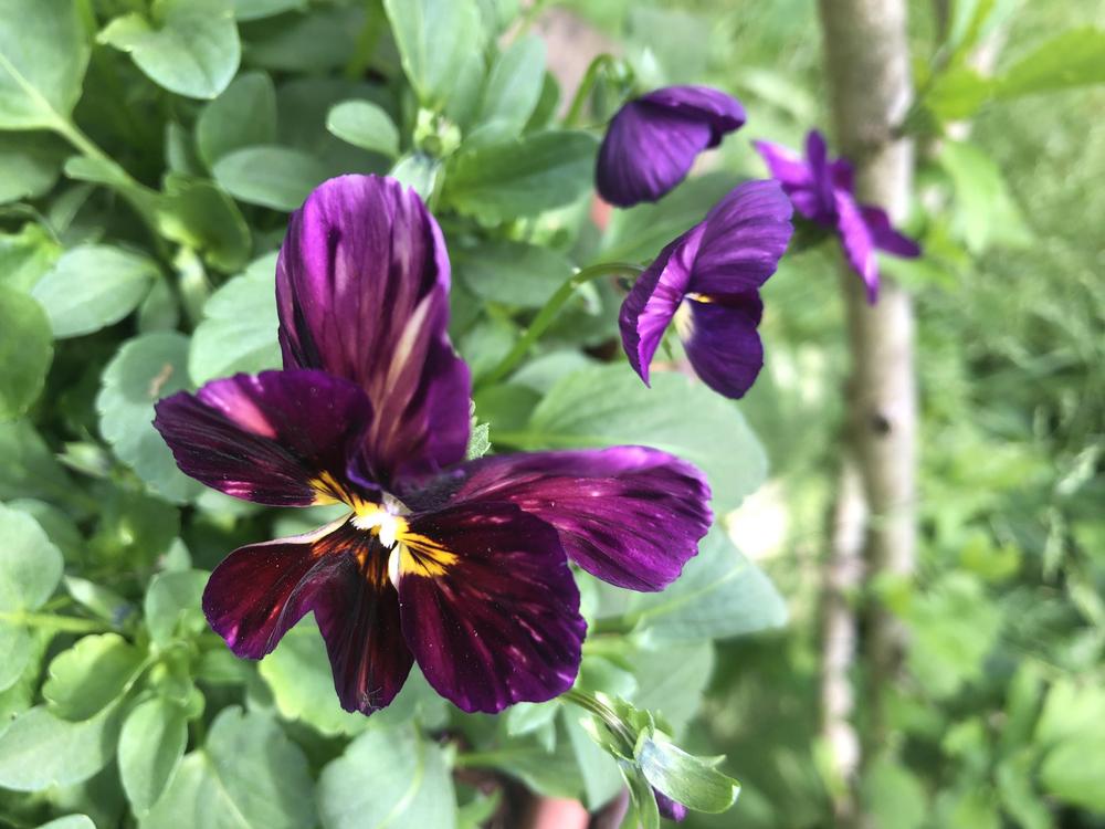 Photo of the bloom of Viola (Viola cornuta 'Brush Strokes') posted by