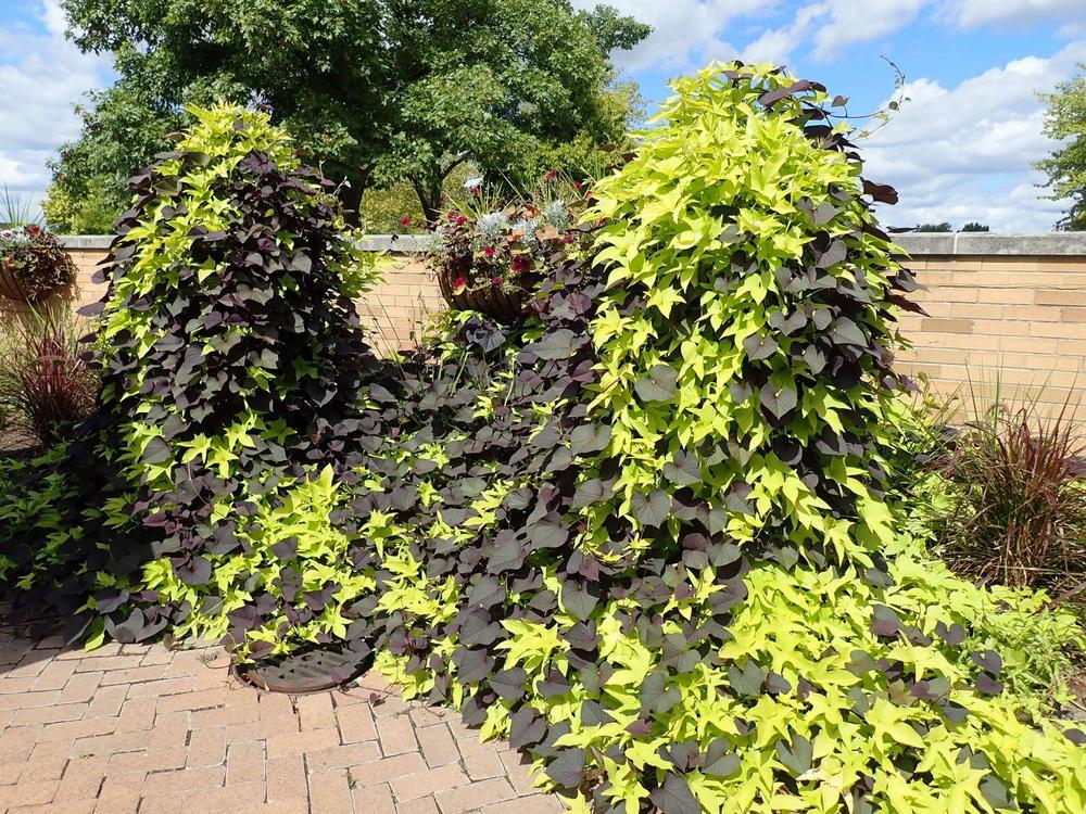 Photo of the entire plant of Ornamental Sweet Potato (Ipomoea batatas