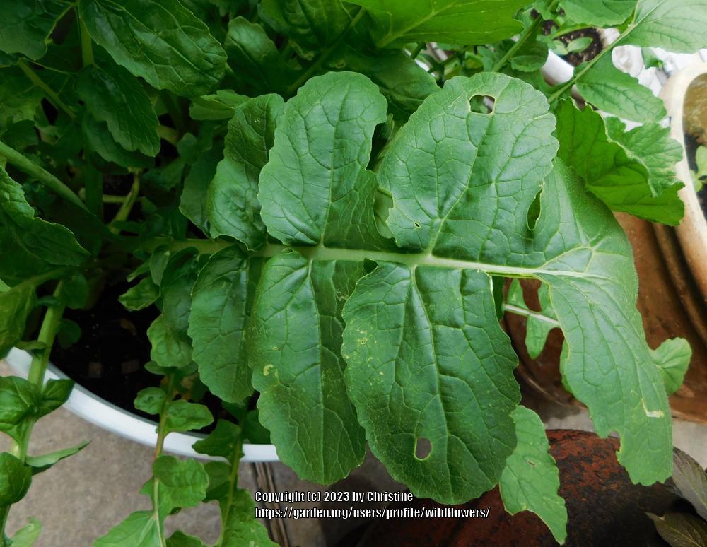 Photo of the leaves of Radish (Raphanus sativus 'Japanese Wasabi