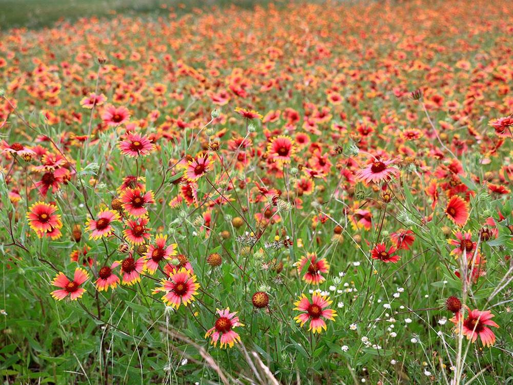 When Texas blooms... in the Wildflowers forum