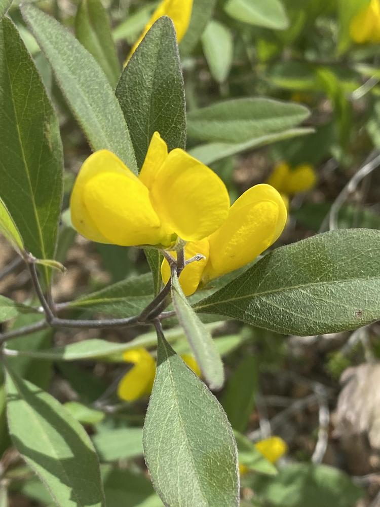 Gopherweed (Baptisia lanceolata) in the Baptisias Database - Garden.org