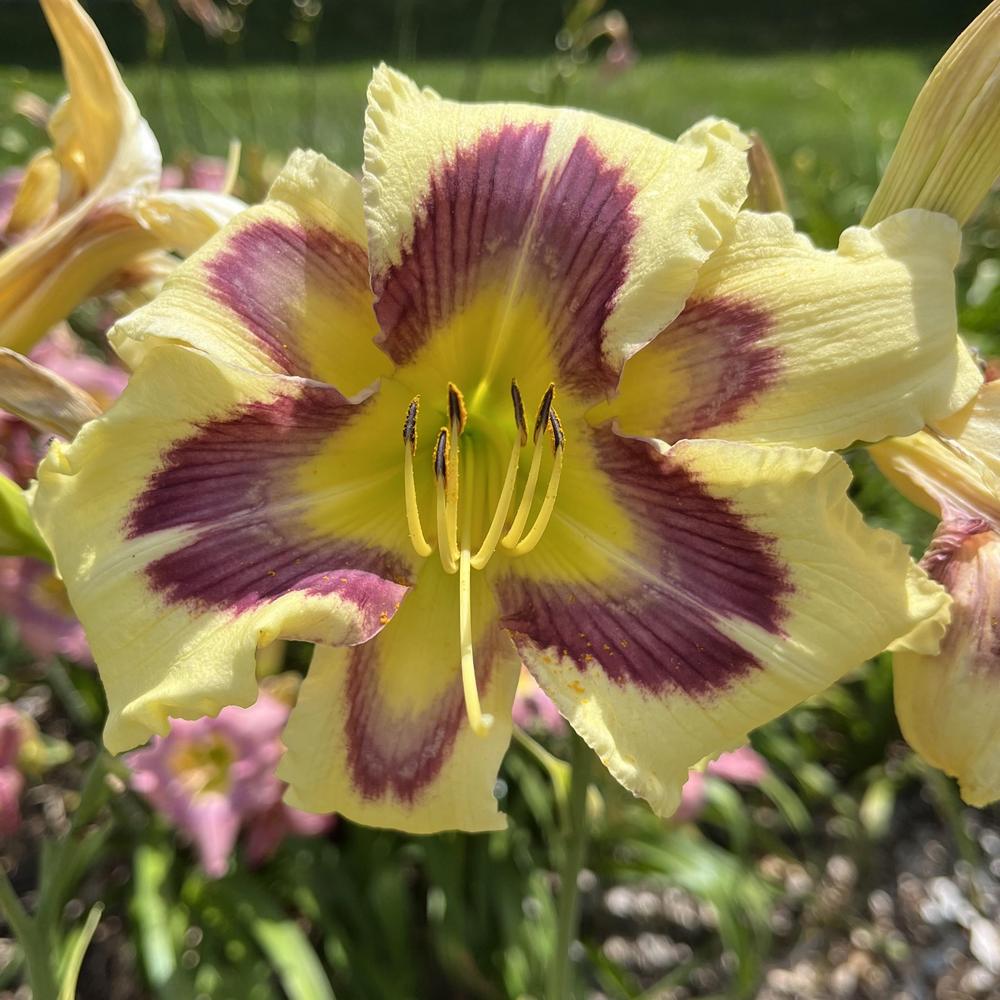 Daylily (Hemerocallis 'Opal Road') in the Daylilies Database