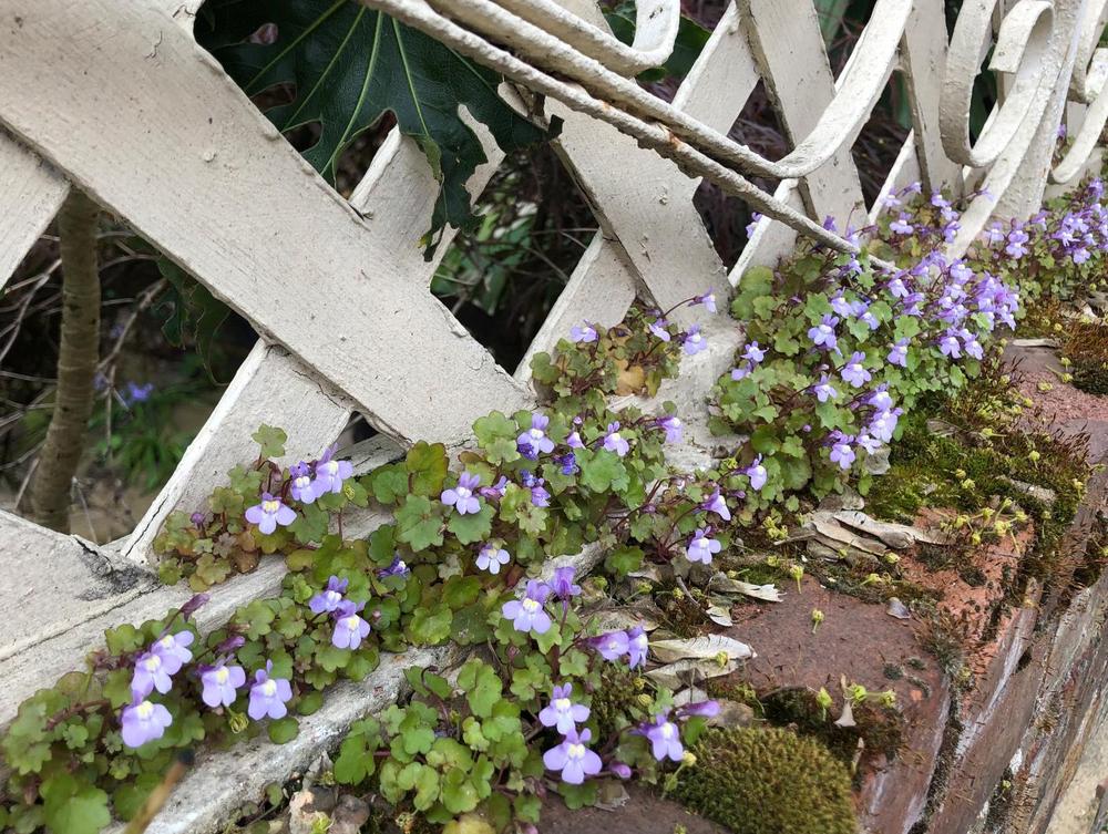 teensy purple things in the Plant ID forum - Garden.org