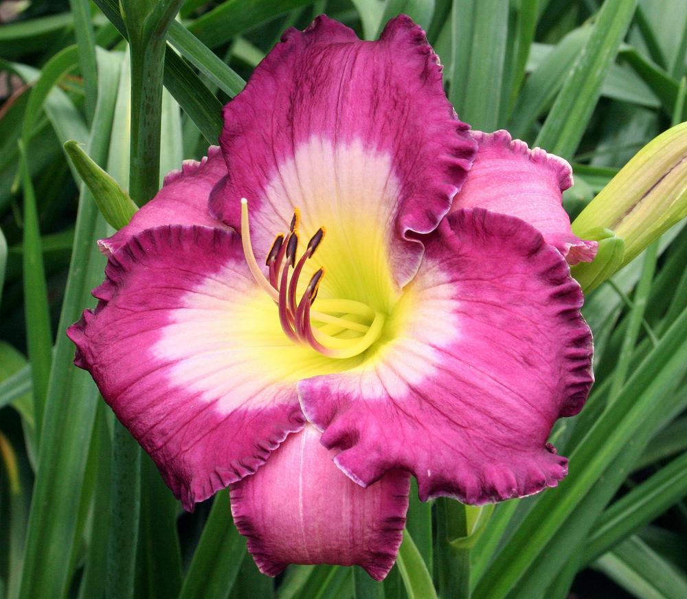 Photo of the bloom of Daylily (Hemerocallis 'Violet Blue Note') posted