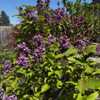 Purchased plant in 2019 from Hulda Klager lilac gardens in Washin
