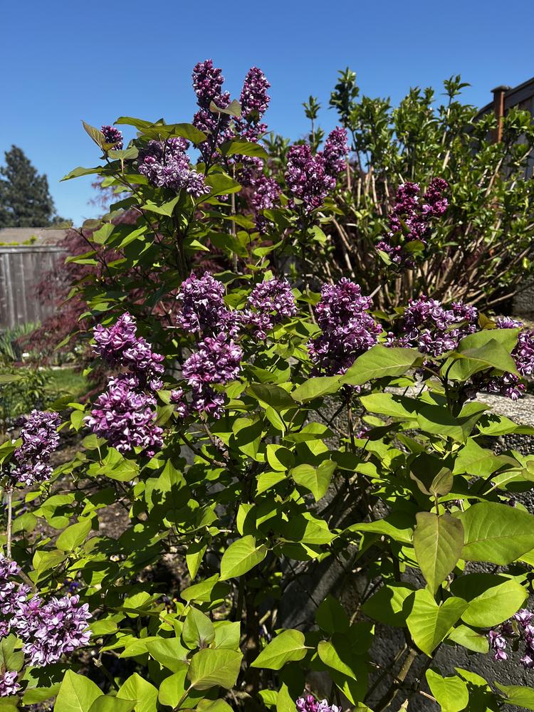 Photo of the entire plant of Common Lilac (Syringa vulgaris 'My Favorite') posted by imnotmike