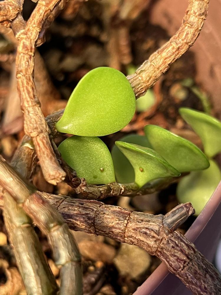 Jade brown spots in the Ask a Question forum