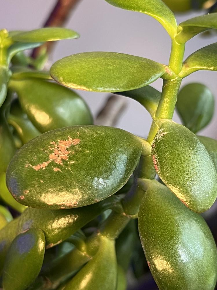 Jade brown spots in the Ask a Question forum