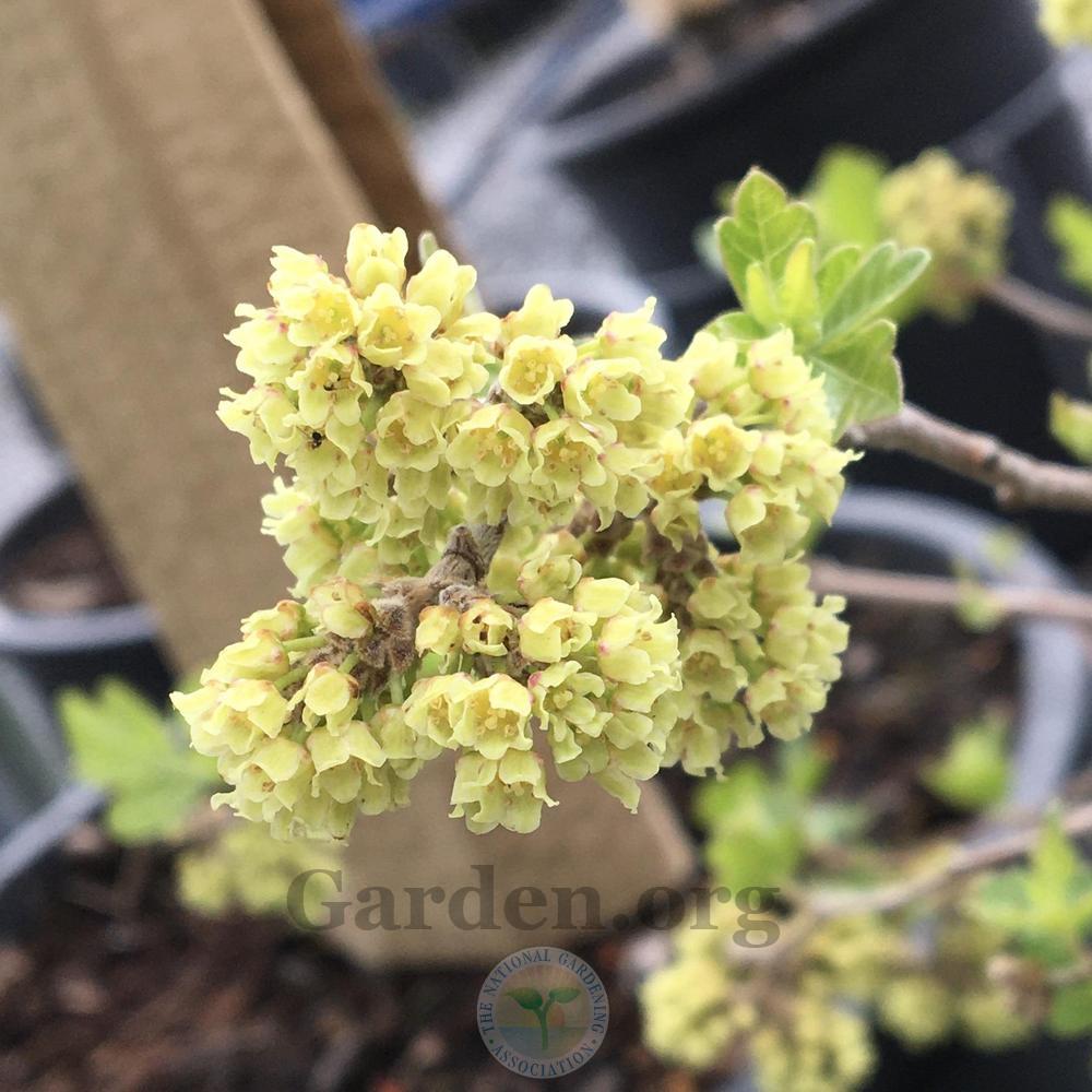 Creeping ThreeLeaf Sumac (Rhus trilobata 'Autumn Amber')