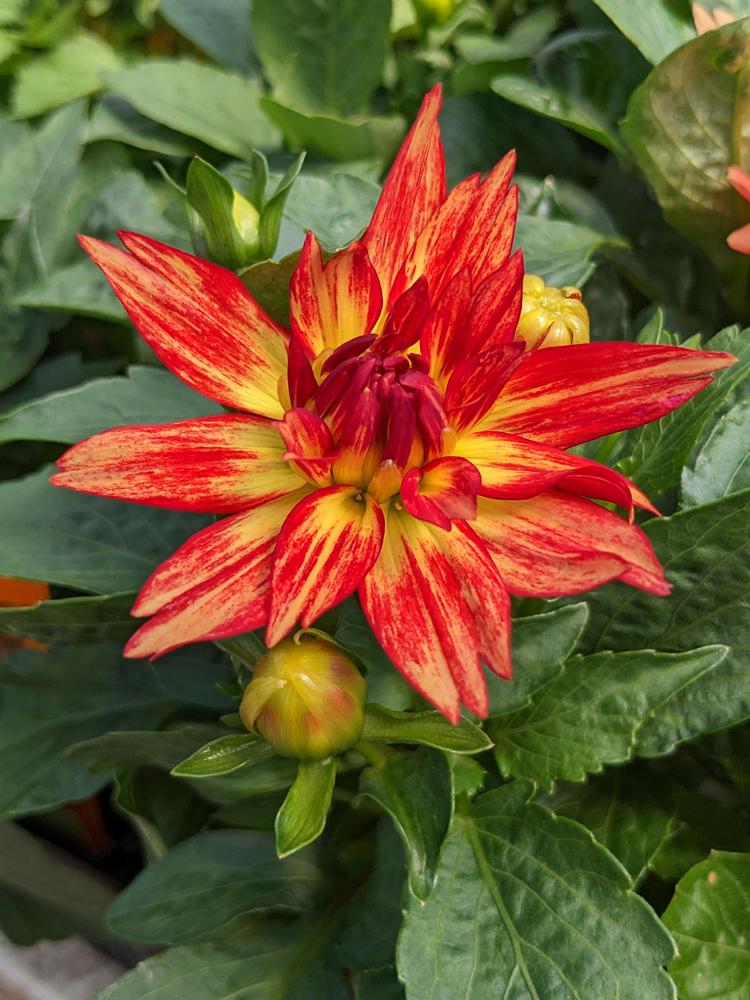 Dahlia 'XXL Tabasco' in the Dahlias Database