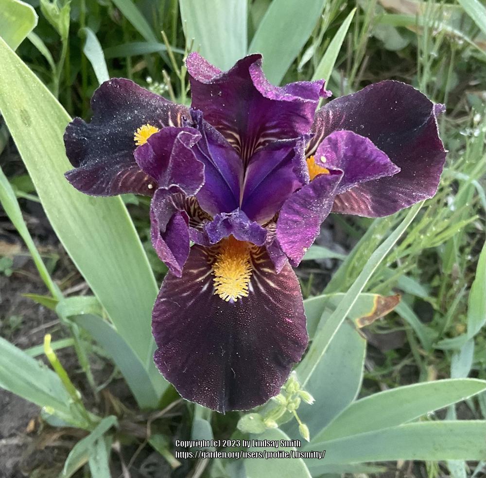Photo of the bloom of Miniature Dwarf Bearded Iris (Iris 'India Ink ...