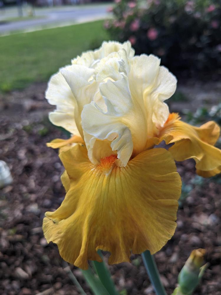 Photo of the bloom of Tall Bearded Iris (Iris 'Zip to the Moon') posted