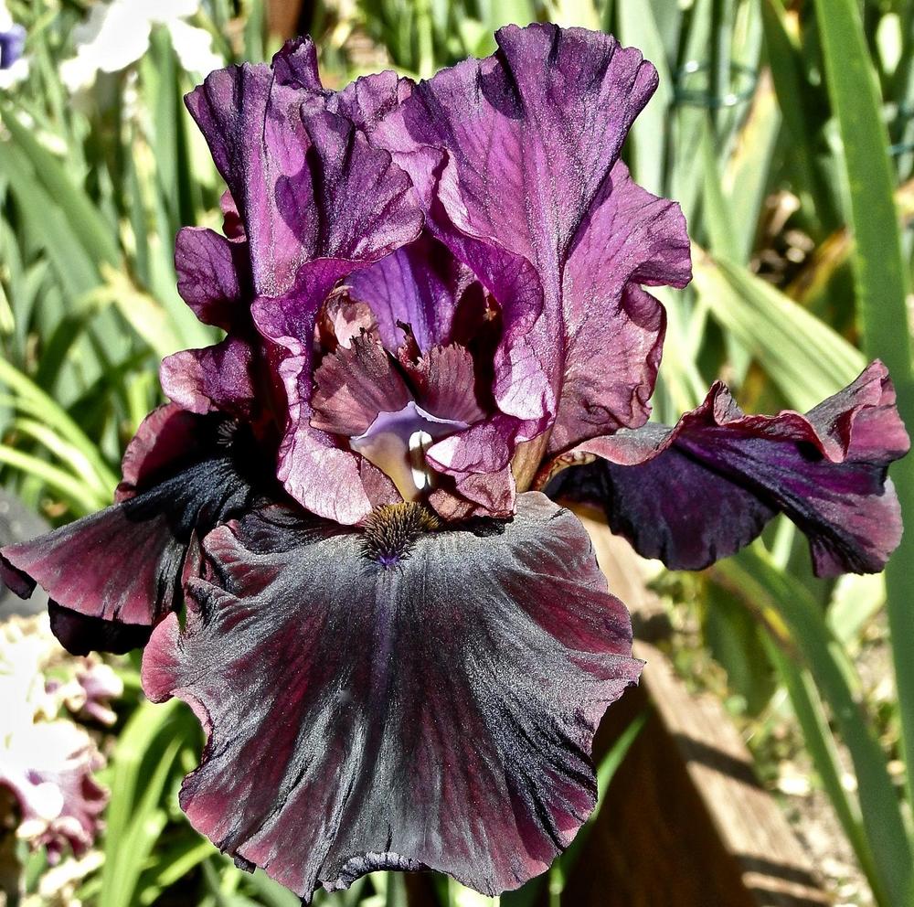 Tall Bearded Iris (Iris 'Silken Trim') in the Irises Database